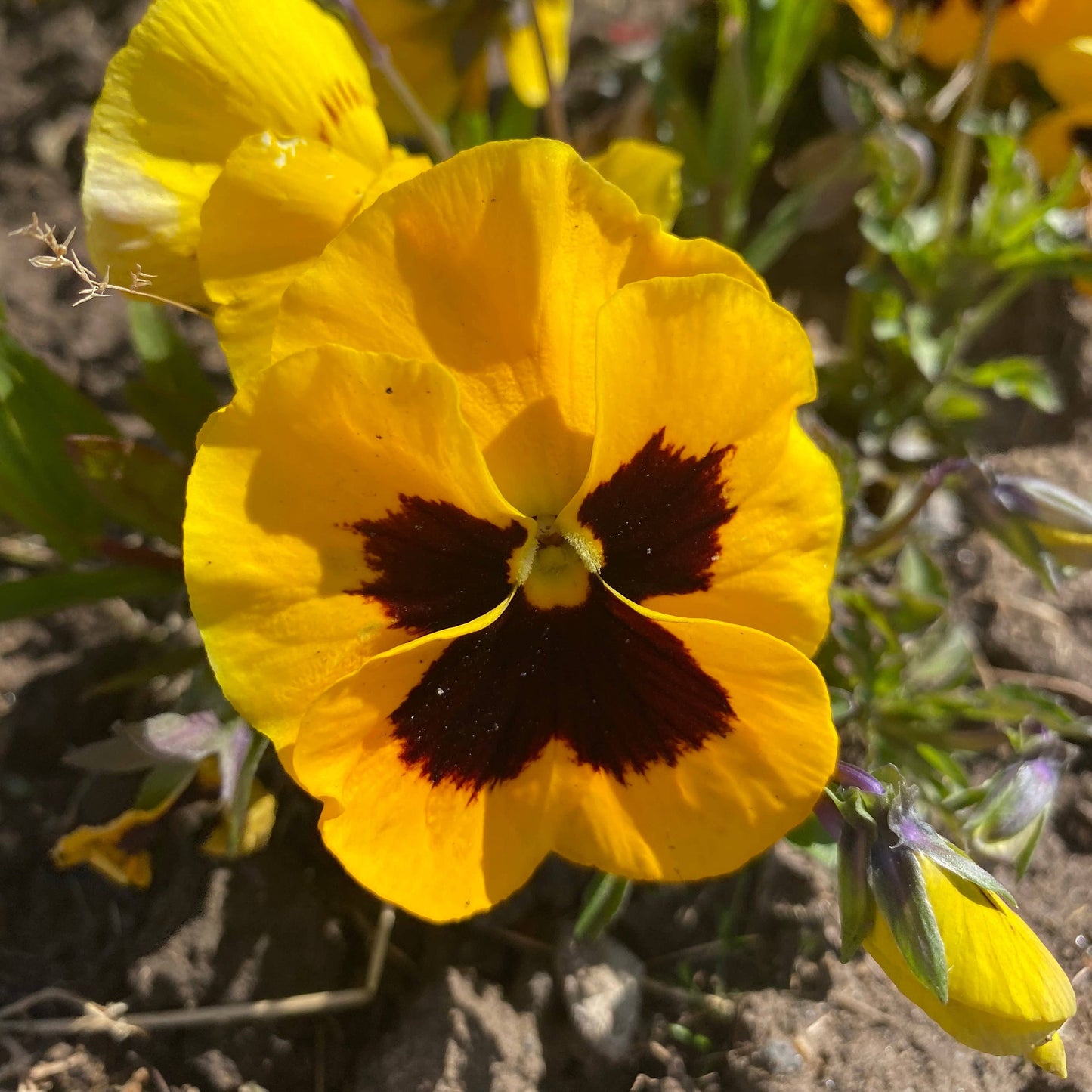 Pansy Yellow Flower Clip Earrings
