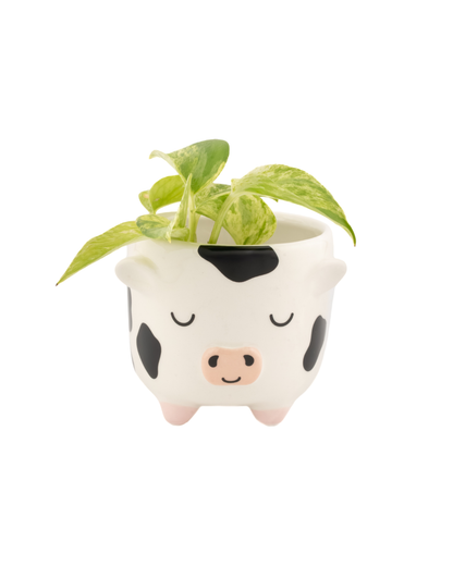 Freisian Cow Mini Planter on Legs
