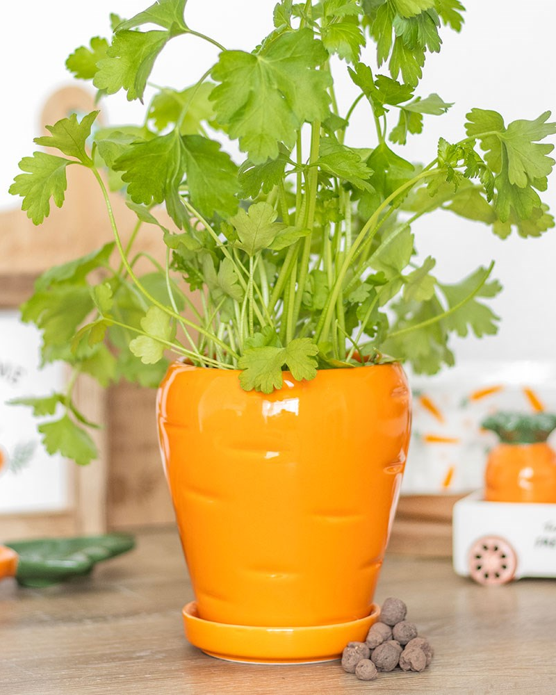 Carrot Shaped Planter With Parsley Seeds