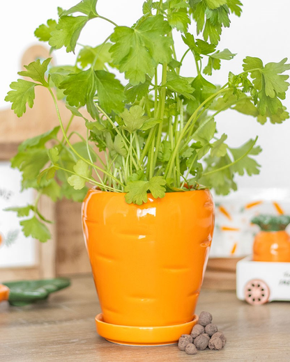 Carrot Shaped Planter With Parsley Seeds