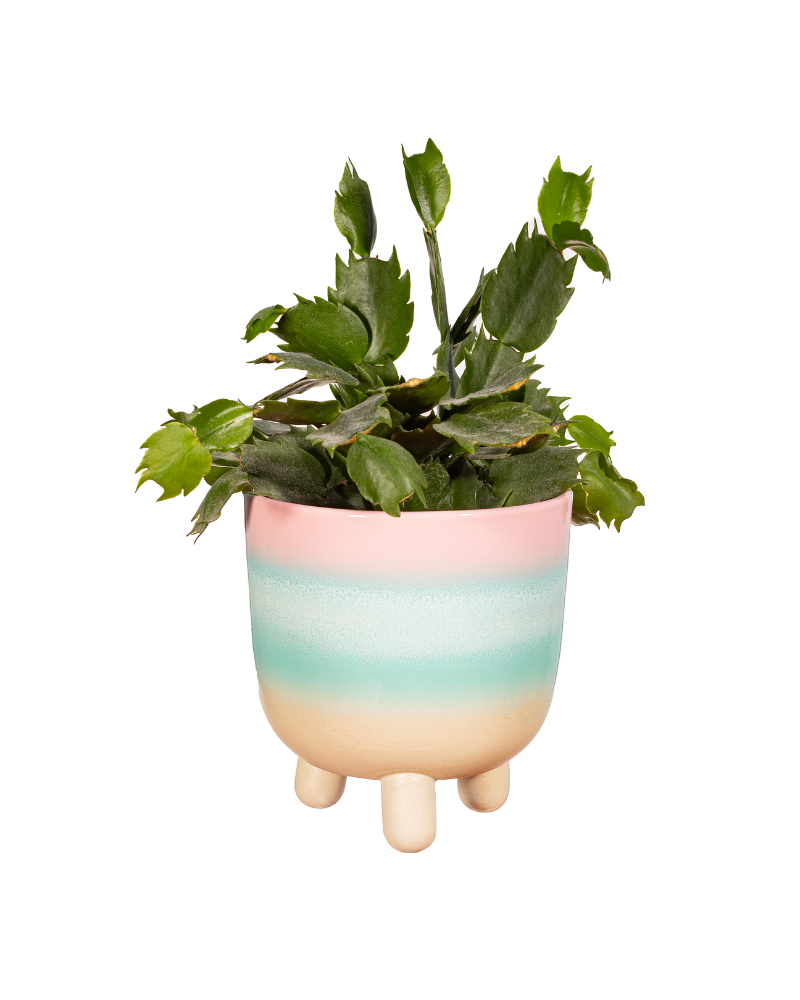 Pastel Ombre Leggy Planter Large Pink/Green