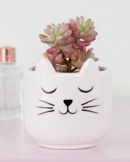 A purr-fect indoor planter thats's the Cat's Whiskers. This mini planter features illustrative whiskers and cute kitty cat ears.