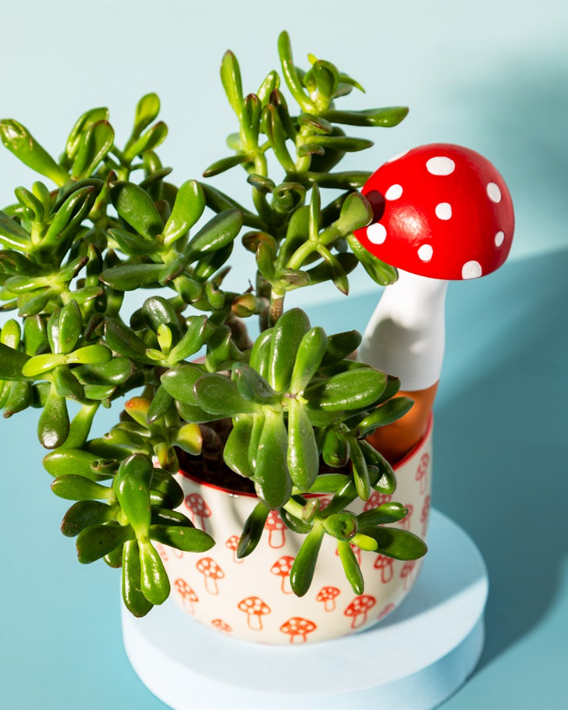 Mushroom Shaped Watering Spike