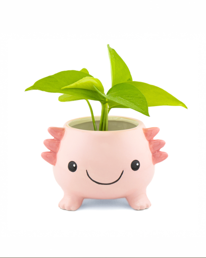 Mini Axolotl Planter