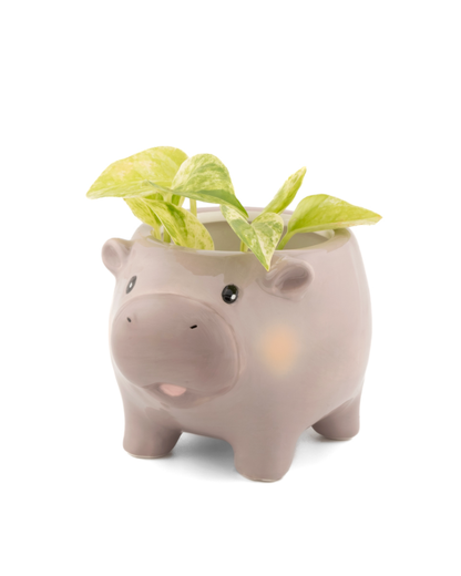 Mini Hippo Planter
