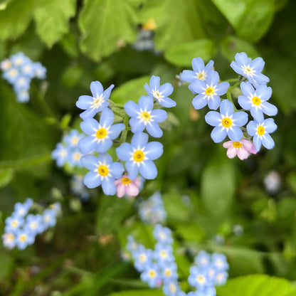 Forget Me Not Earrings